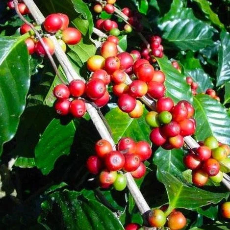 Arabica Coffee Plant