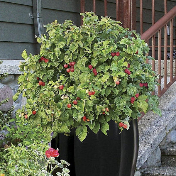 Planting Tree Raspberry Shortcake