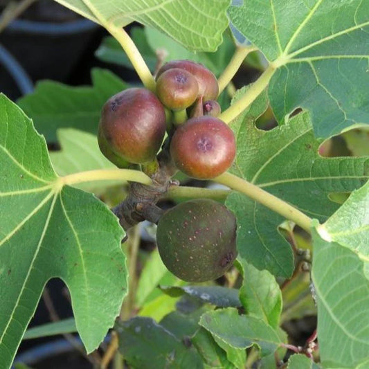 Little Miss Figgy Fig Tree