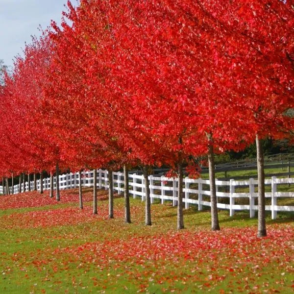 Nature Hills Nursery...America's Largest Online Plant Nursery