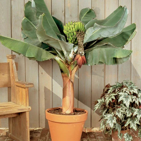 Dwarf Cavendish Banana Tree
