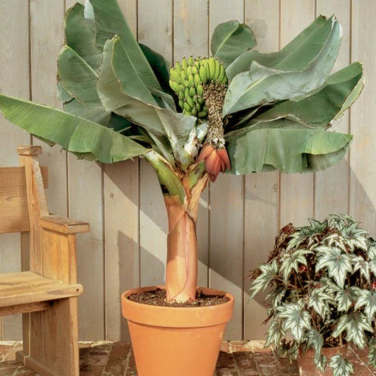 Dwarf Cavendish Banana Tree